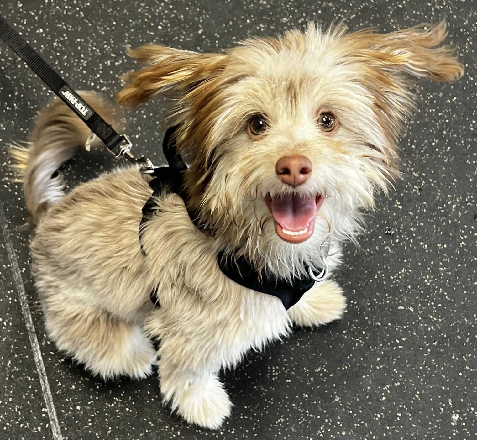 SarahRichardsonPupEars | FOX 28 Spokane