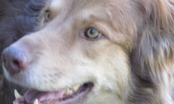 CANINE COGNITIVE DYSFUNCTION—ADJUSTING TO THE ARCTIC BLAST