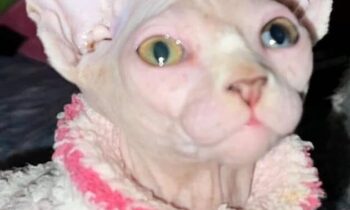 WHAT DO YOU FEED YOUR CAT?