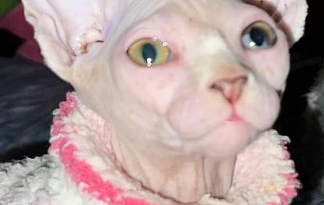 TrilliumAnnJorgensen-630x399jpg | Fox 11 Tri Cities Fox 41 Yakima