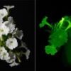 Scientists create plants that grow and glow in the dark