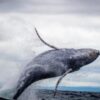 Female whales with menopause can live 40 years longer than other whales