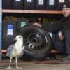 Car mechanic becomes best friends with seagull he rescued