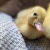 Box of fluffy ducklings found abandoned in park