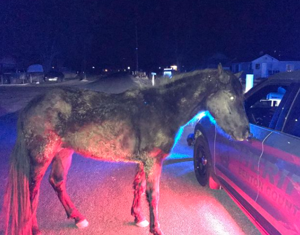 65fafd947f350imagepng | Fox 11 Tri Cities Fox 41 Yakima