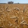 EU eyes tariffs to ‘choke off’ Russian grain sales