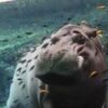 Sleepy hippo gets spa treatment from his fish friends inside tank