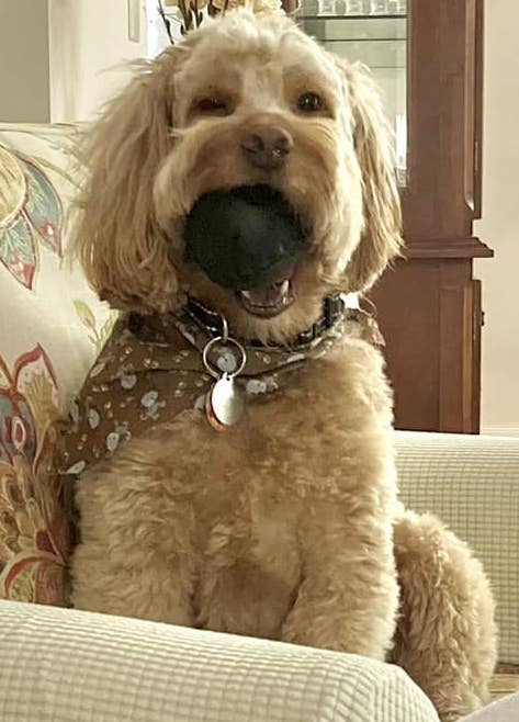 ConnieSagonaPetitToy | FOX 28 Spokane