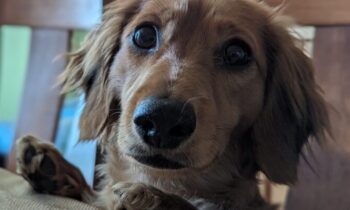 WHAT’S NEW FOR DOGS?