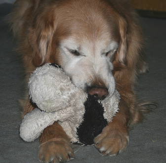 JillGibbsToy | FOX 28 Spokane