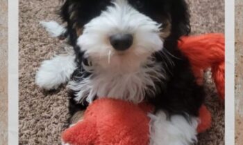 YOUR DOG’S FAVORITE TOY