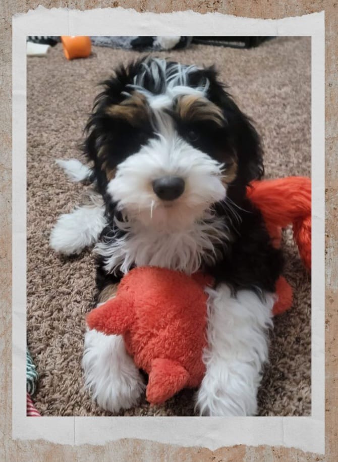 ShellyKeelToy | FOX 28 Spokane