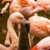 Study warns climate change could force flamingos from their natural homes
