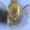 New ‘ghostly’ ant named after Harry Potter villain Voldemort