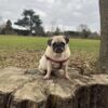 Pug spins in circles and can’t walk in a straight line due to rare disease