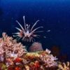 Invasive lionfish colonized the Mediterranean in just a decade