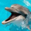 Florida Dolphin Found Infected With Bird Flu
