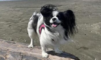 SPRING SPORTS AND ACTIVITIES FOR YOU AND YOUR DOG