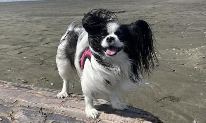 AlishaArdianaBeach-668x399jpg | Fox 11 Tri Cities Fox 41 Yakima