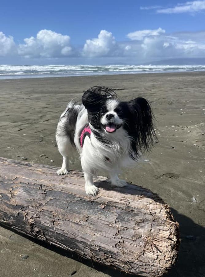 AlishaArdianaBeach | FOX 28 Spokane