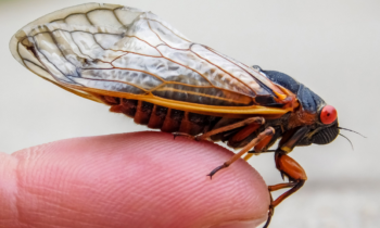 Mapping the 2024 Cicada Double Brood: Which States Will Feel the Buzz?