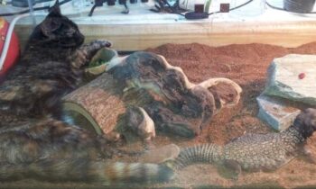 CATS AND PETS OTHER THAN DOGS—CAN THEY LIVE TOGETHER HAPPILY?