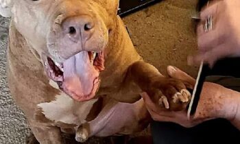 DO YOU TRIM YOUR PET’S NAILS?