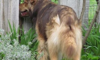 CANINE COGNITIVE DYSFUNCTION—THE INEVITABLE END