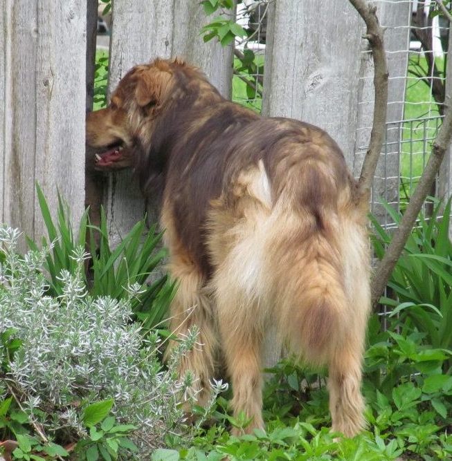 SmudgeLooksThruFence | FOX 28 Spokane