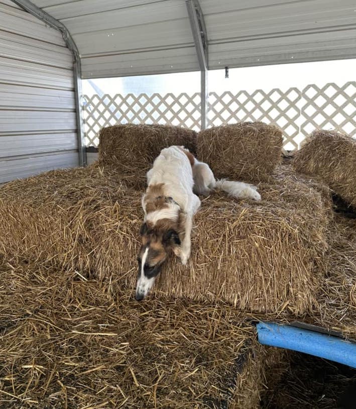 SummerStormKingeryBarnHunt | FOX 28 Spokane