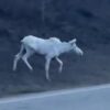 Canadian spots ‘lucky’ white moose in wild
