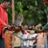 Cockfights still rule the roost in India’s forest villages