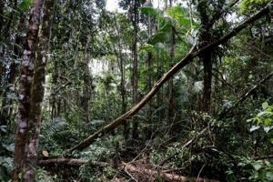 Market-based schemes not reducing deforestation, poverty: report