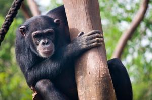 Research reveals you can still teach an old chimp new tricks