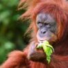 Malaysia plans to introduce ‘orangutan diplomacy’: minister