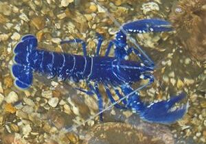 Fisherman catches ultra rare ‘one in two million’ blue lobster
