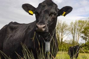 Why farmers are controlling cows with GPS trackers