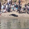 Large crowds of beachgoers swarming sunbathing seals