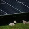 Chinese firms exit Romania solar tender after EU probe