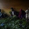 A gloomy season for Ethiopia’s ‘green gold’ at the khat market