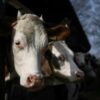 UK law to ban live animal exports clears parliament