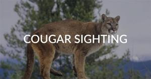 Cougar spotted in Selah, WDFW searching