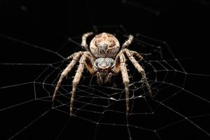 Spiders use their webs as giant microphones: study