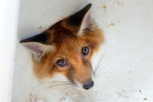 Curious fox rescued after getting stuck in sink hole