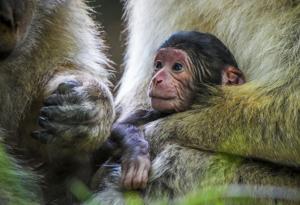 Newborn endangered monkeys born in treetops of wildlife park