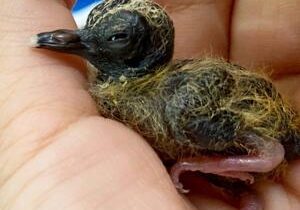 Zoo experts hatch one of the world’s rarest birds to help save them