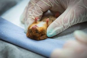 Tiny rare rodents given all-clear after being checked out by vets