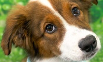 WHAT’S YOUR FAVORITE PODCAST ABOUT PETS AND ANIMALS?