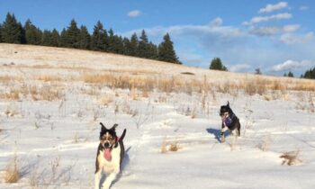 PET TRACKERS—USEFUL, RELIABLE, AFFORDABLE?