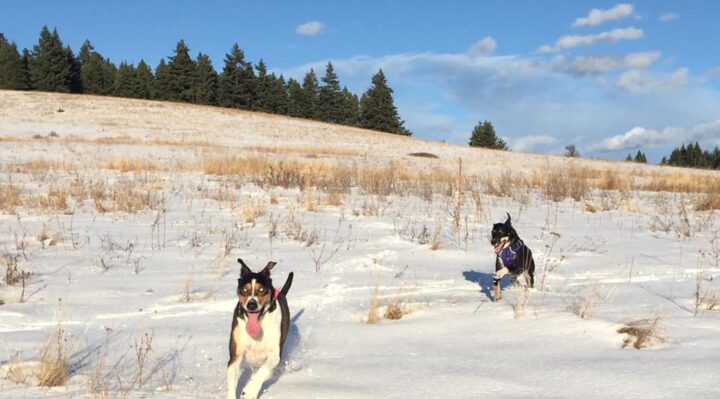 NikkiLussier-720x399jpg | Fox 11 Tri Cities Fox 41 Yakima